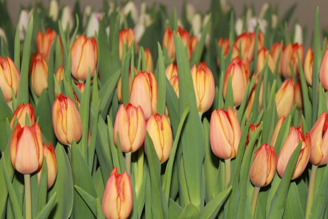 Charade Triumph Tulip P Aker Flower Bulbs And Seeds