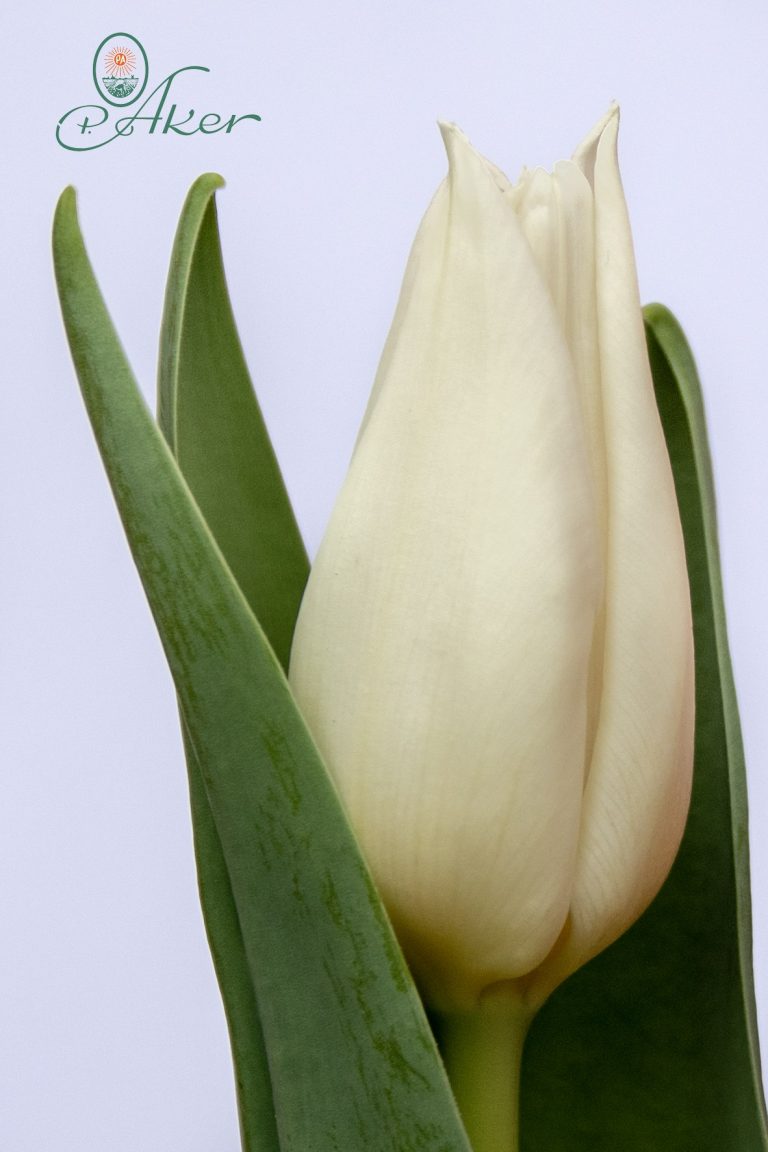 Agrass White Triumph Tulip P Aker Flower Bulbs And Seeds