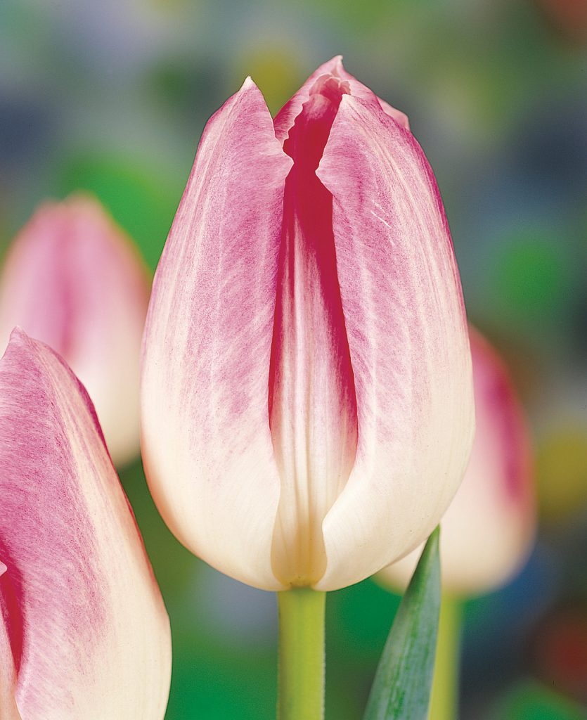 First Class Triumph Tulip P Aker Flower Bulbs And Seeds