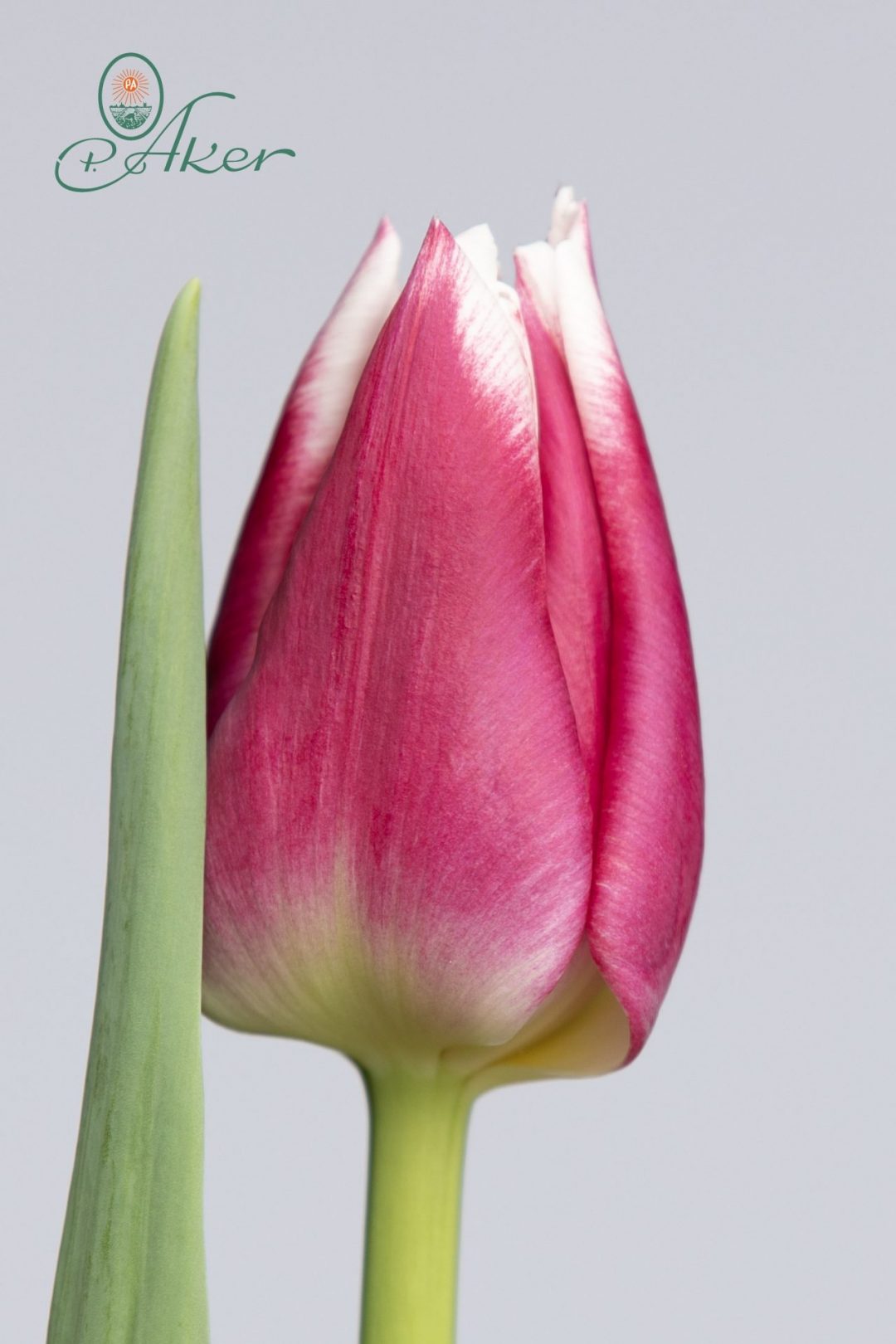 Picardy Triumph Tulip P Aker Flower Bulbs And Seeds