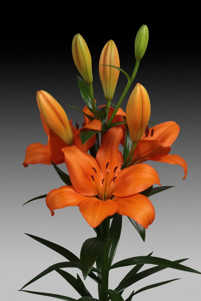 Akron - LA Hybrid lilium - P. Aker Flower bulbs and seeds