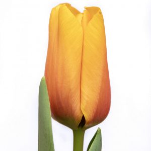 Beautiful yellow tulip Cash