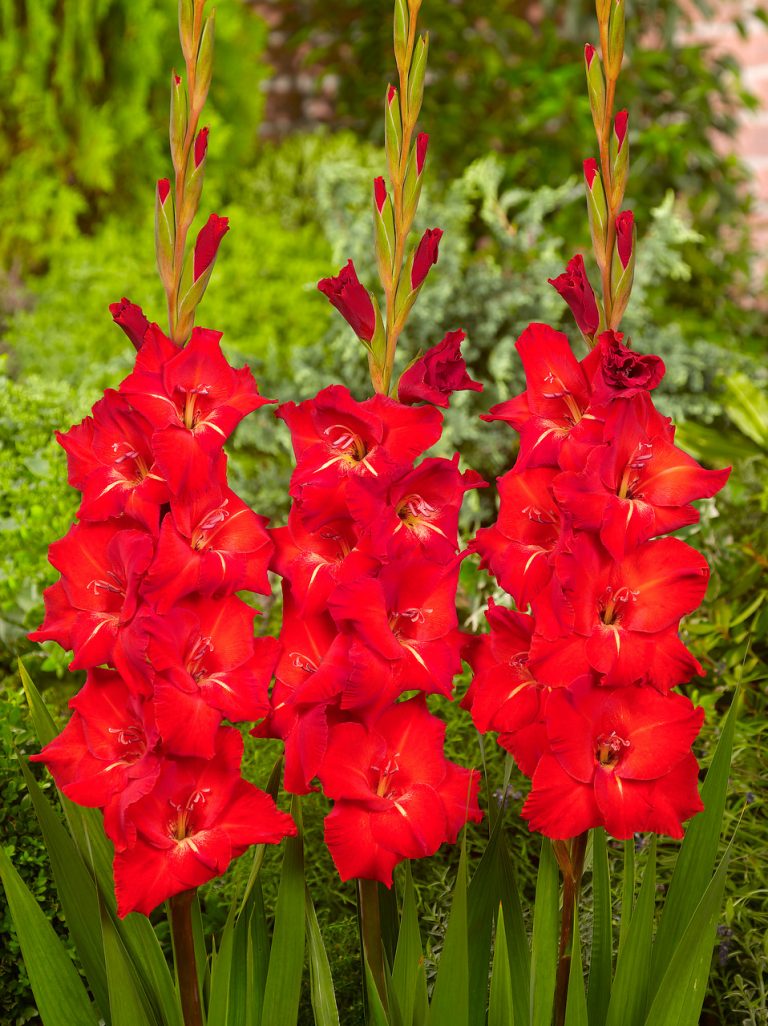 Chinon - Gladiolus - P. Aker Flower bulbs and Seeds