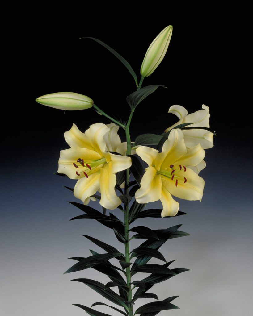 Conca D’or - OT Hybrid Lilium - P. Aker Flower bulbs and Seeds