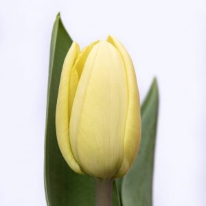 Beautiful light yellow tulip Fun For Two