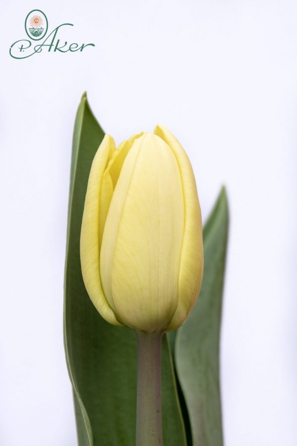 Beautiful light yellow tulip Fun For Two