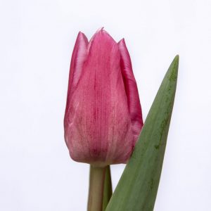 Beautiful pink tulip Jumbo Pink