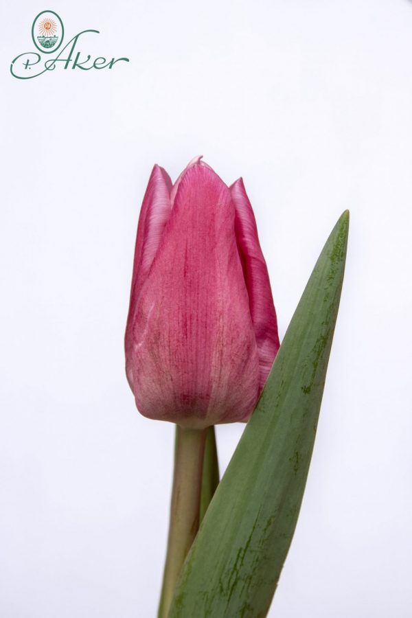 Beautiful pink tulip Jumbo Pink