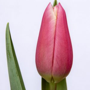 Beautiful pink tulip Kadima