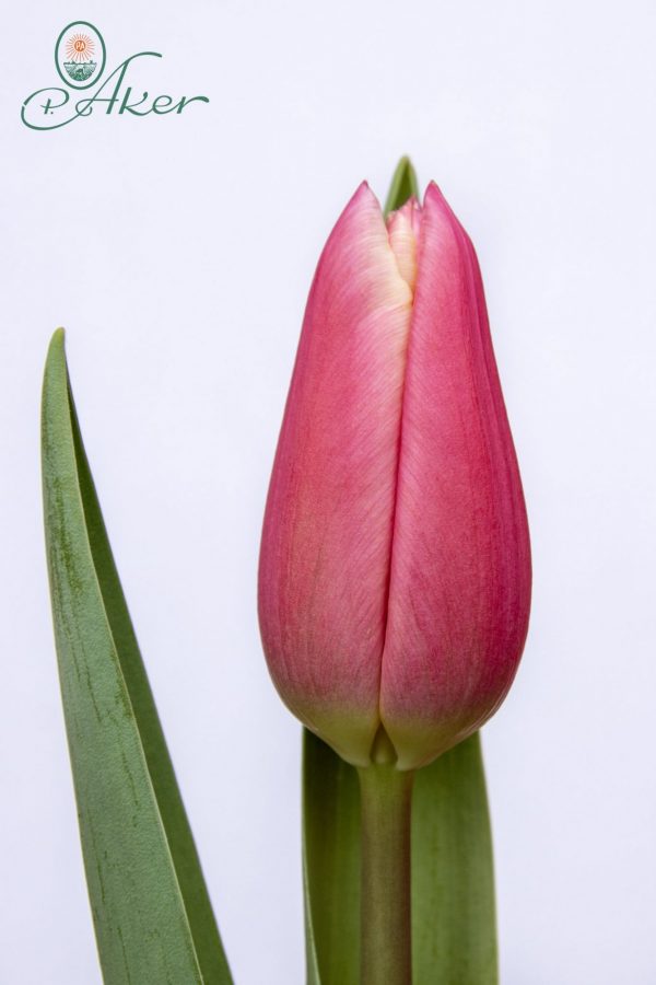 Beautiful pink tulip Kadima