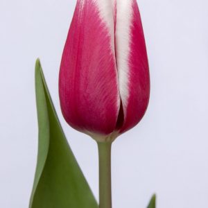 Beautiful pink-white tulip Kamaliya