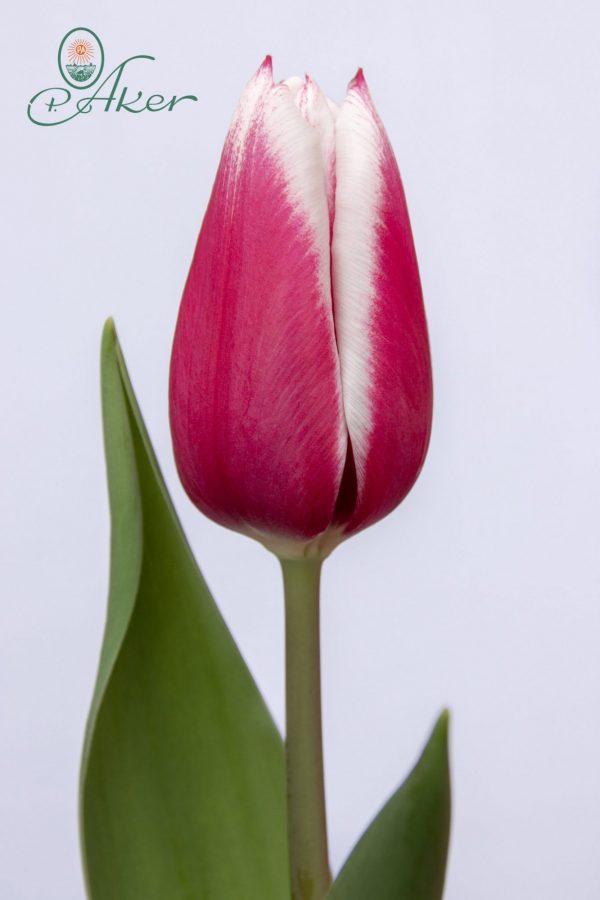 Beautiful pink-white tulip Kamaliya