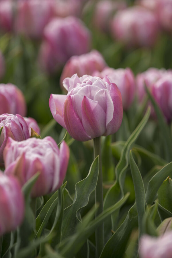 Pink tulips Katinka