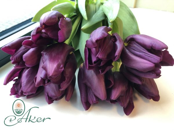 Bunch of dark purple tulips