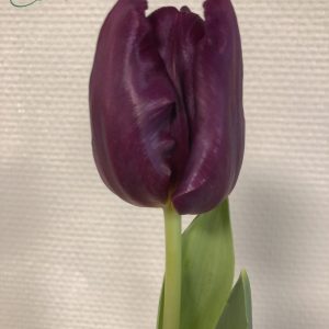 Single dark purple tulip