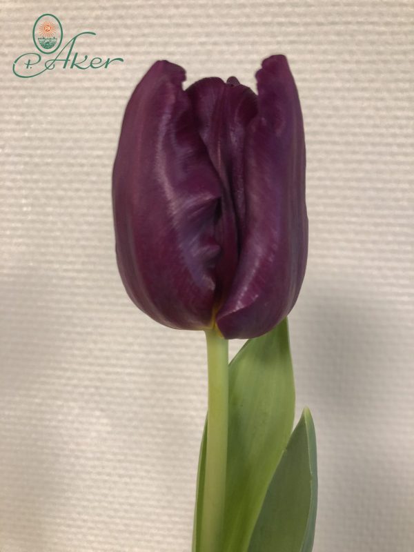 Single dark purple tulip