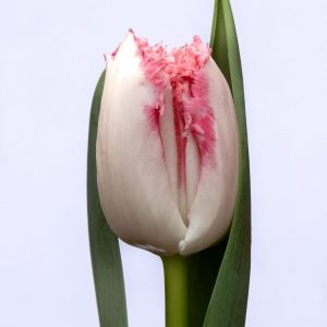 Beautifull pink tulip Neglige