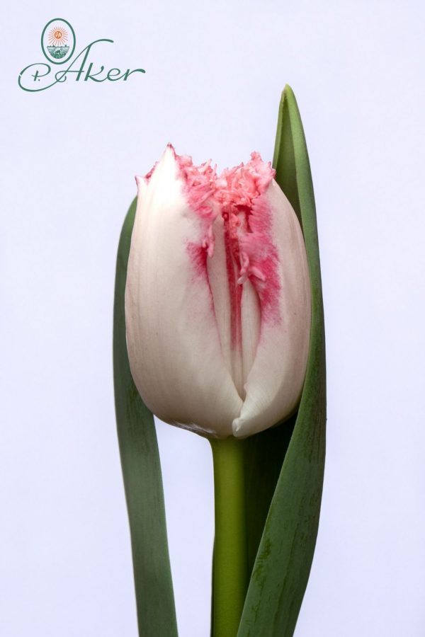 Beautifull pink tulip Neglige