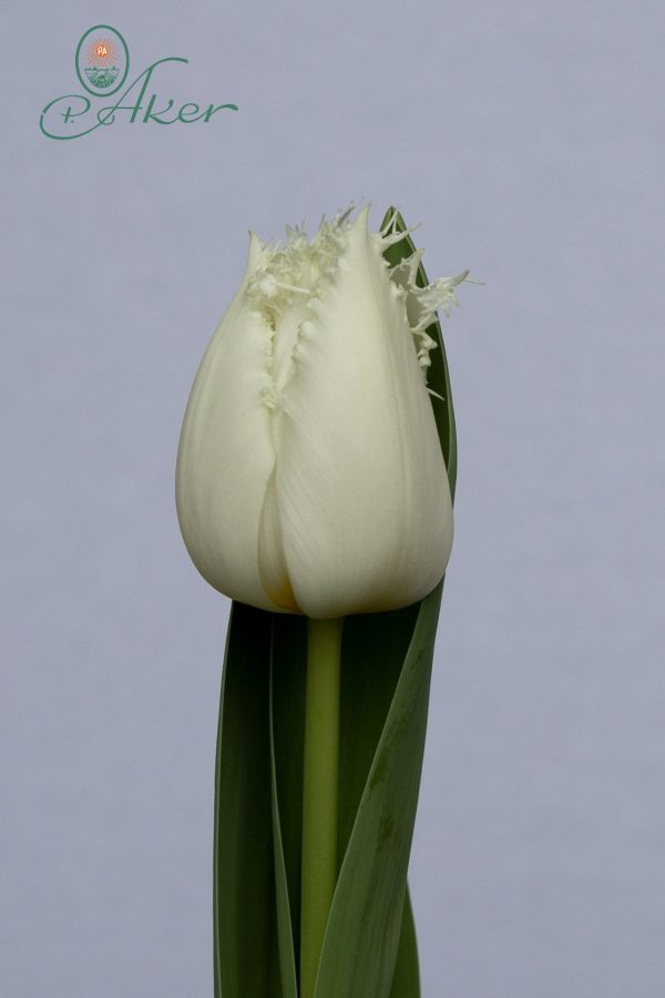 Beautiful white fringed single tulip