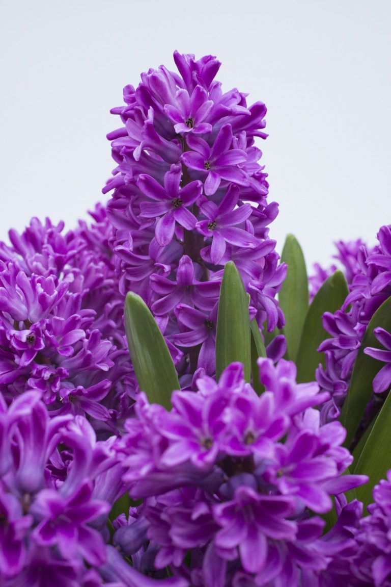 Hyacinth Miss Saigon - P. Aker Flower bulbs and Seeds