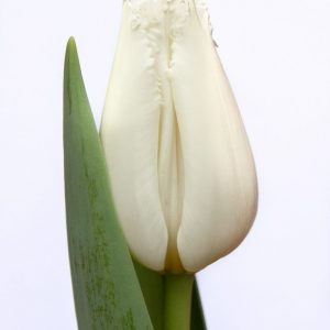 Beautiful white tulip North Pole