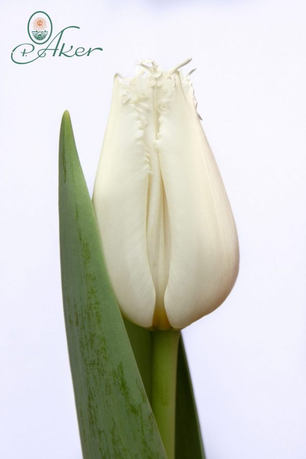 Beautiful white tulip North Pole