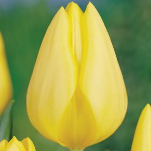 Beautiful yellow tulip Friendship