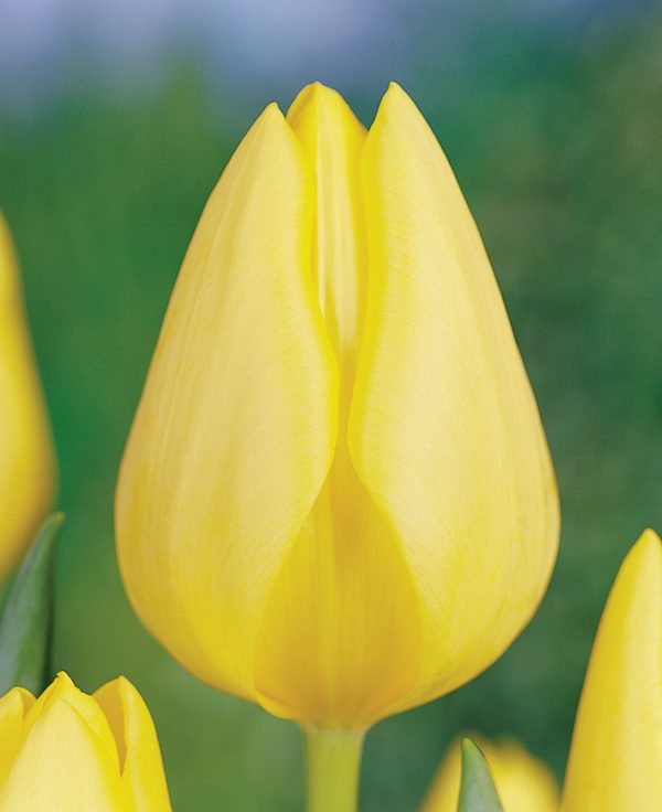 Beautiful yellow tulip Friendship