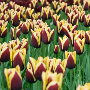 Brown/Yellow crown tulip Gavota