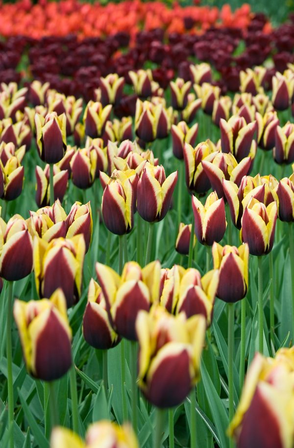 Brown/Yellow crown tulip Gavota