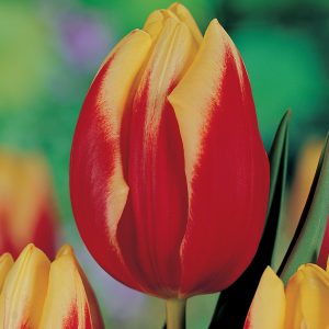 Red and Yellow tulip Jan seignette