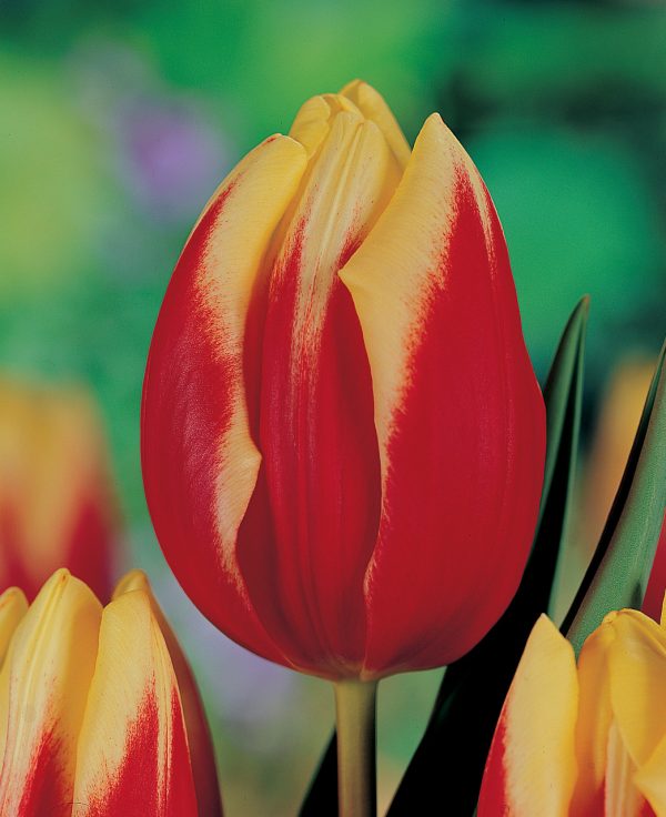 Red and Yellow tulip Jan seignette