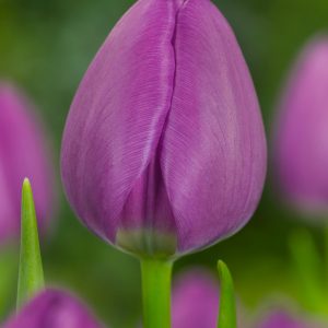 Strong purple tulip Negrita