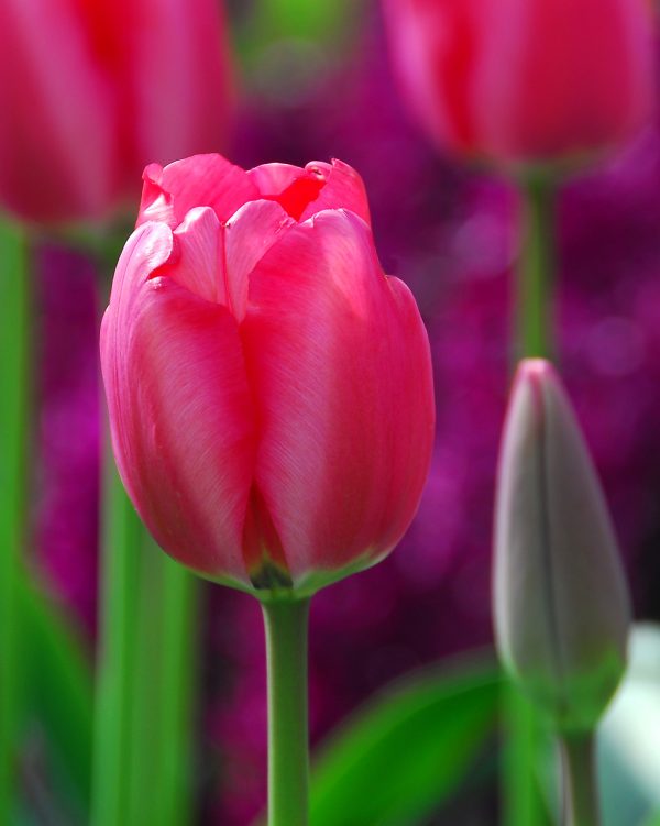 Beautiful red tulip Niigata