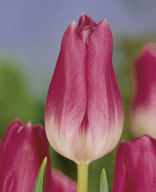 Tall pink tulip 'Royal Ten'