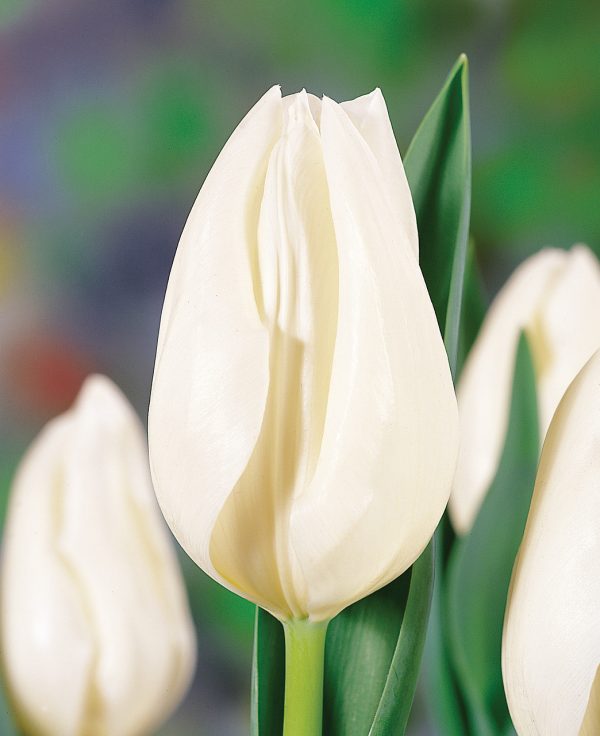 Clear white tulip 'Snow Lady'