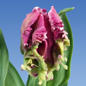 Purple parrot tulip Mysterious Parrot