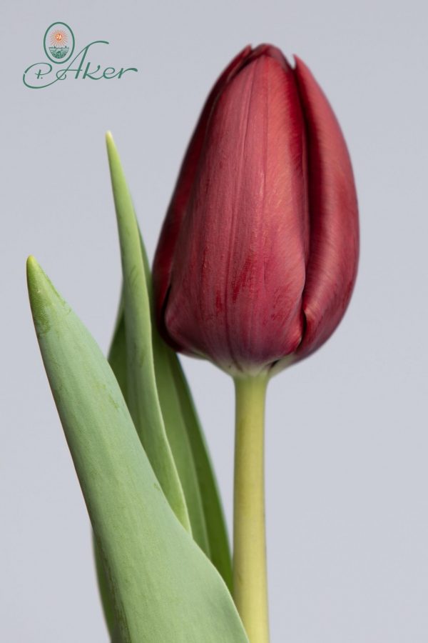 Dark red tulip Carpaccio