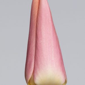 Slim light pink tulip