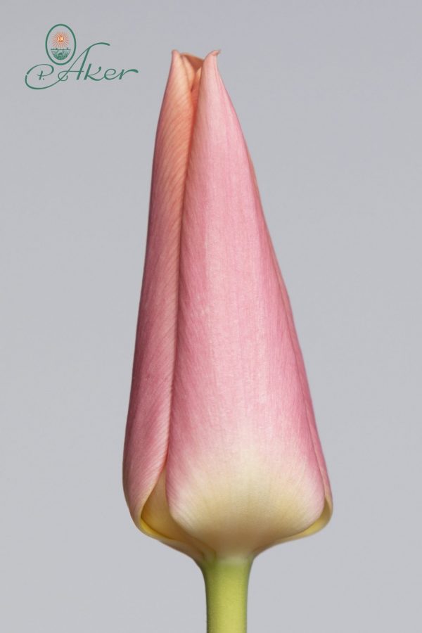 Slim light pink tulip