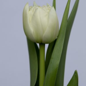 Single white tulip Northcap