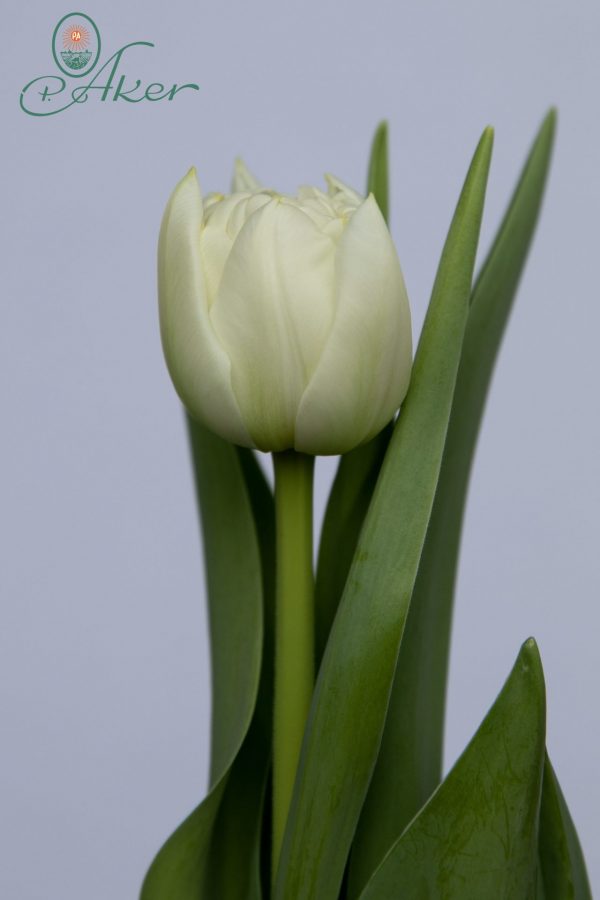 Single white tulip Northcap