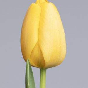 One single yellow tulip this Golden Parade