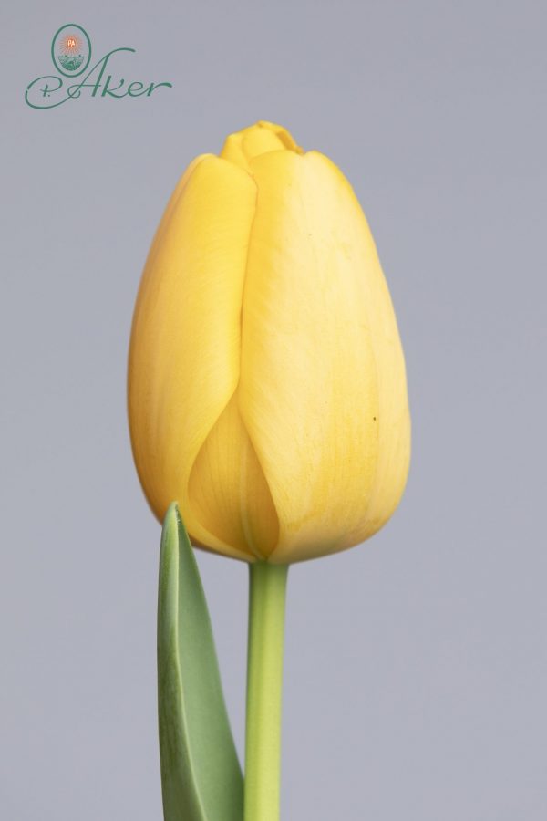 One single yellow tulip this Golden Parade