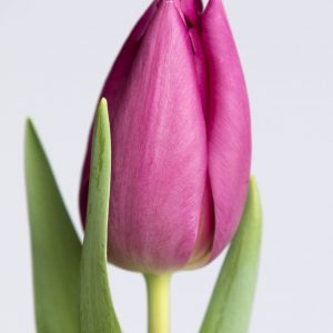 The flower of a single purple tulip named Gomera