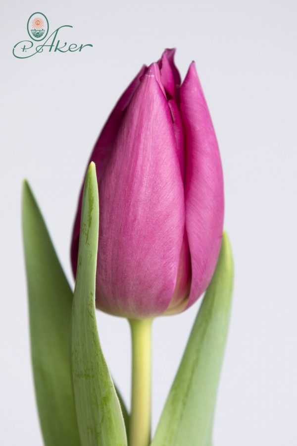 The flower of a single purple tulip named Gomera