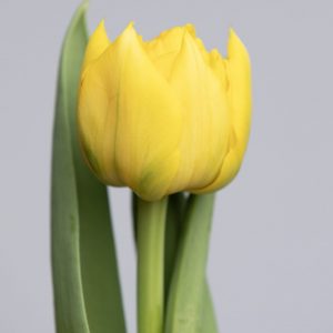 Single yellow double tulip named: Nikon