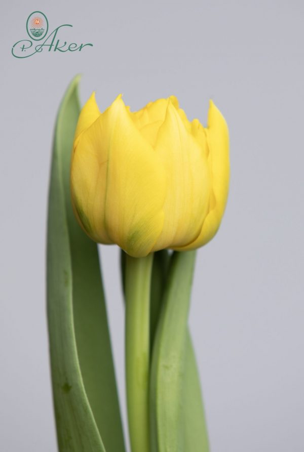 Single yellow double tulip named: Nikon