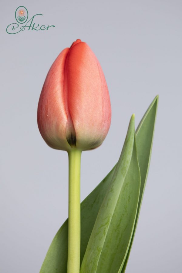 Close up of a single red tulip named:Red Pride