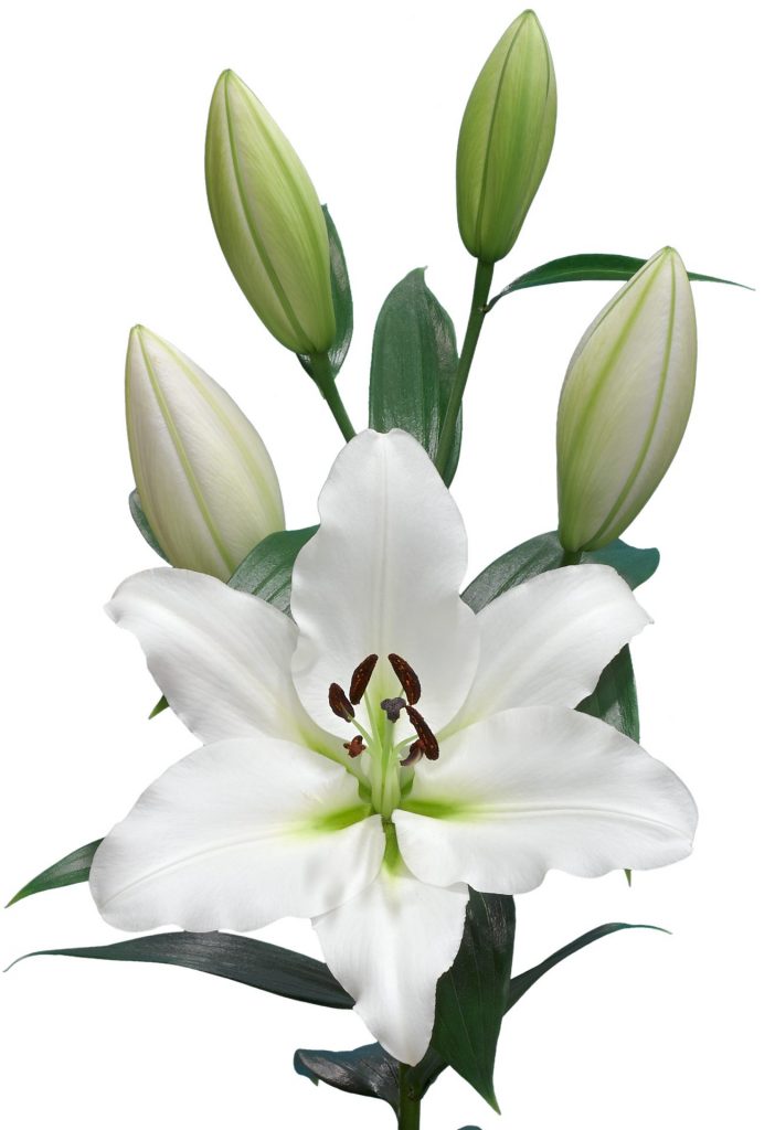 Vestaro - OT Hybrid Lilium - P. Aker Flower bulbs and Seeds